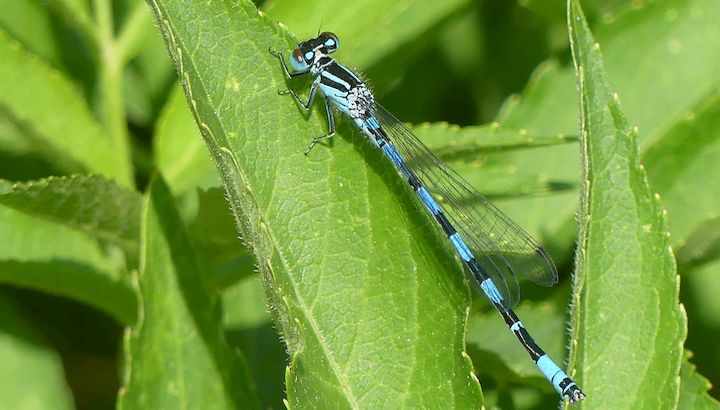 Agrion de Mercure ©M. Blavier-LPO Occitanie